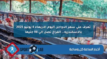تعرف على سعر الدواجن اليوم الأربعاء 4 يونيو 2025 بالإسكندرية.. الفراخ تصل إلى 98 جنيها